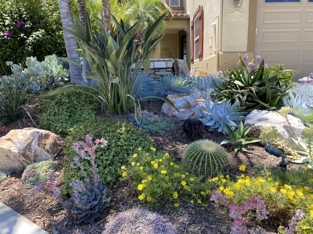 Arizona Fall Yard Landscaping Strategy: Overseed vs. Year-Round Xeriscape